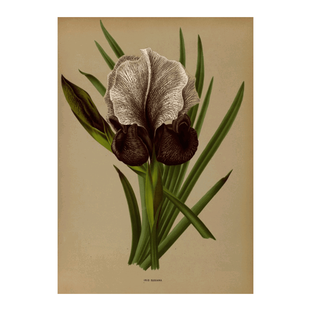 Iris Susiana (1872 1881)