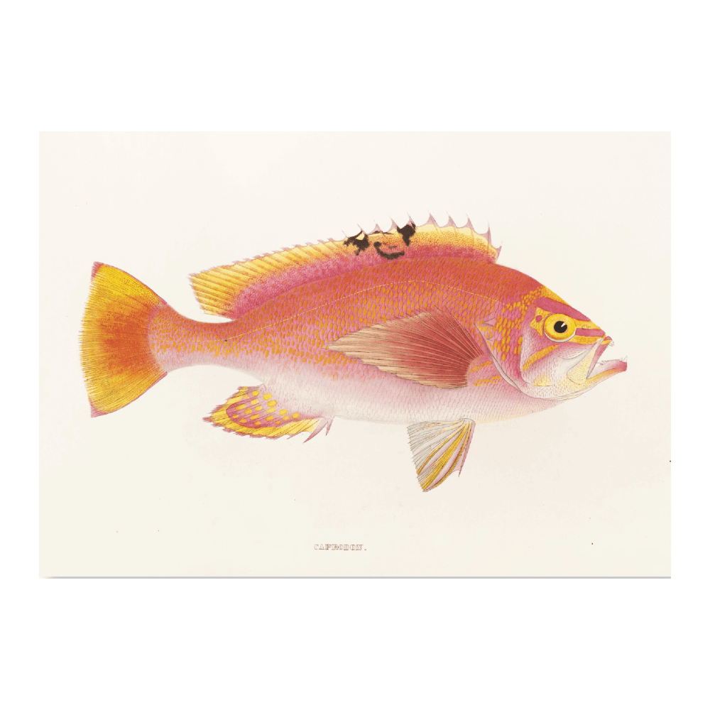 Fauna Japonica PI XLIII