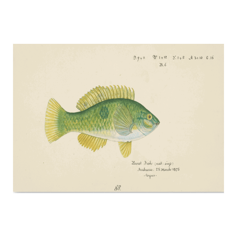 Notolabrus Celidotus (1875)
