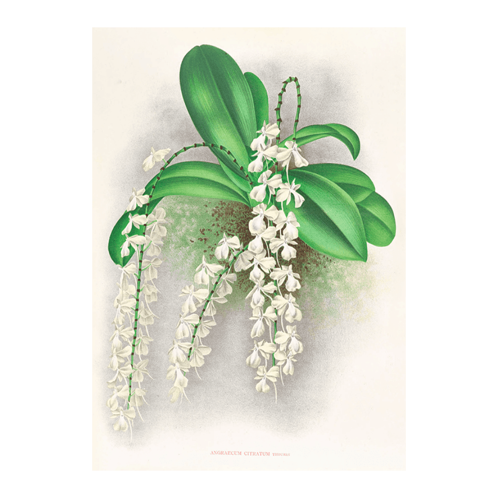 Angraecum Citratum