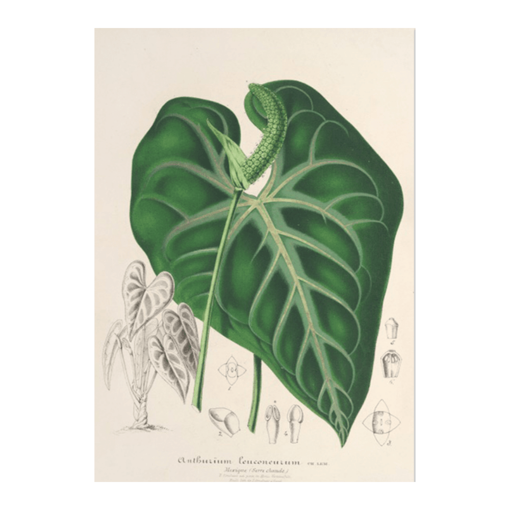 Anthurium Leuconeurum (1854-1896)