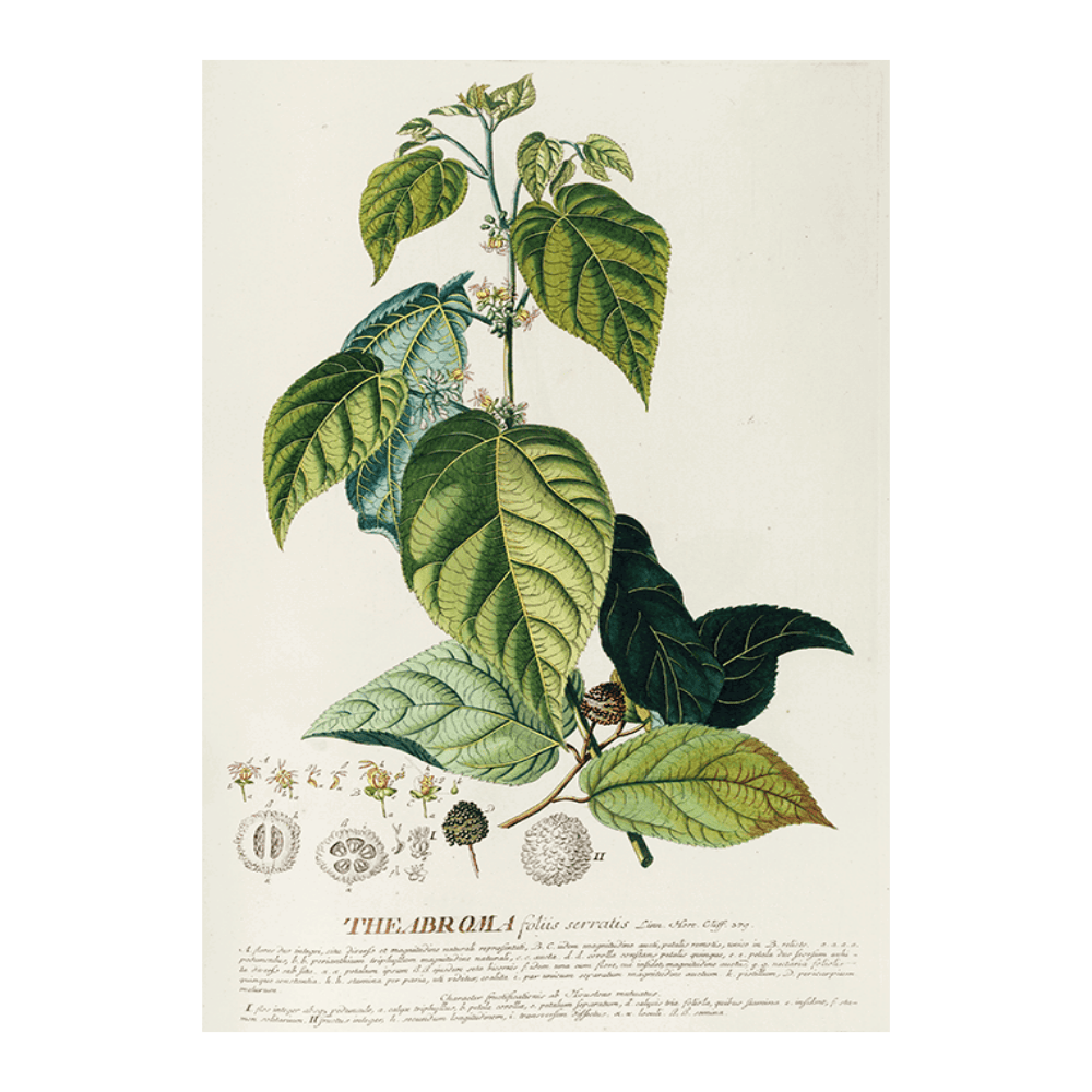 Theabroma