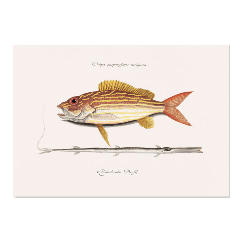 Lane Snapper (Salpa purpurascens variegata)