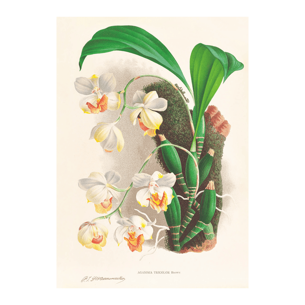 Aganisia Tricolor