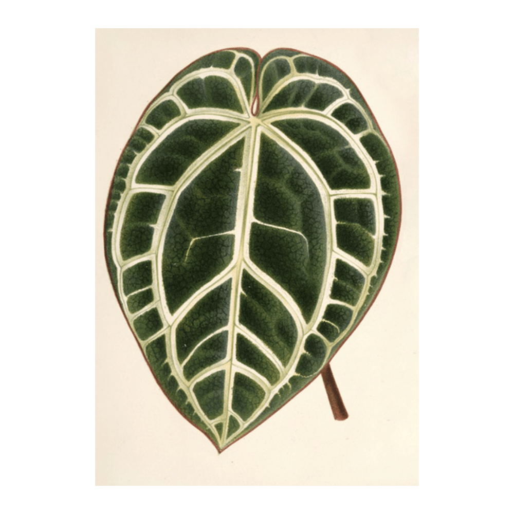 Anthurium Crystallinum (1854-1896)