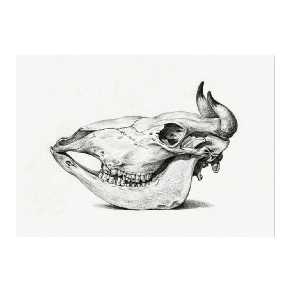 Jean Bernard: "Skull of a Cow" (1816)