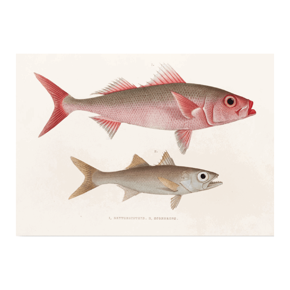 Fauna Japonica PI LXXVI