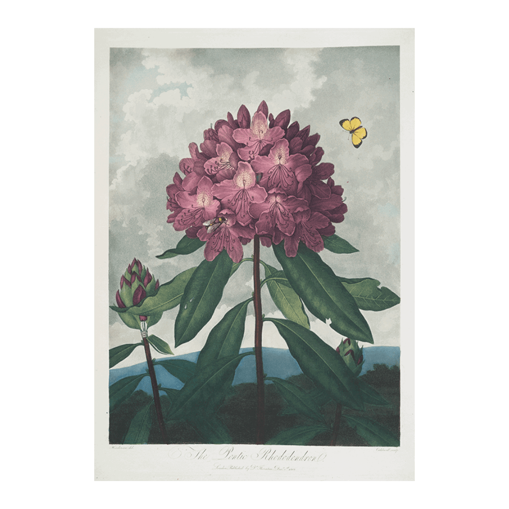 The Pontic Rhododendron