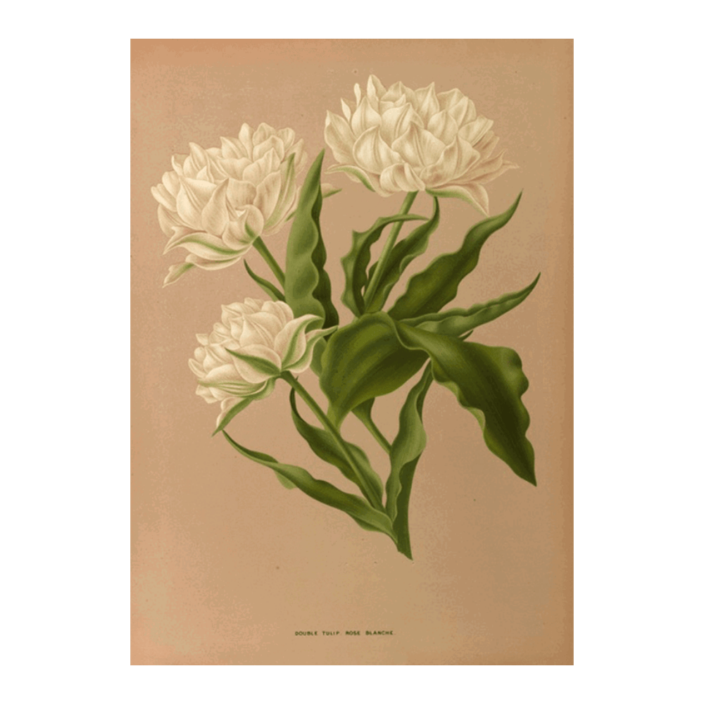 Double Tulip. Rosé Blanche. (1872-1881)