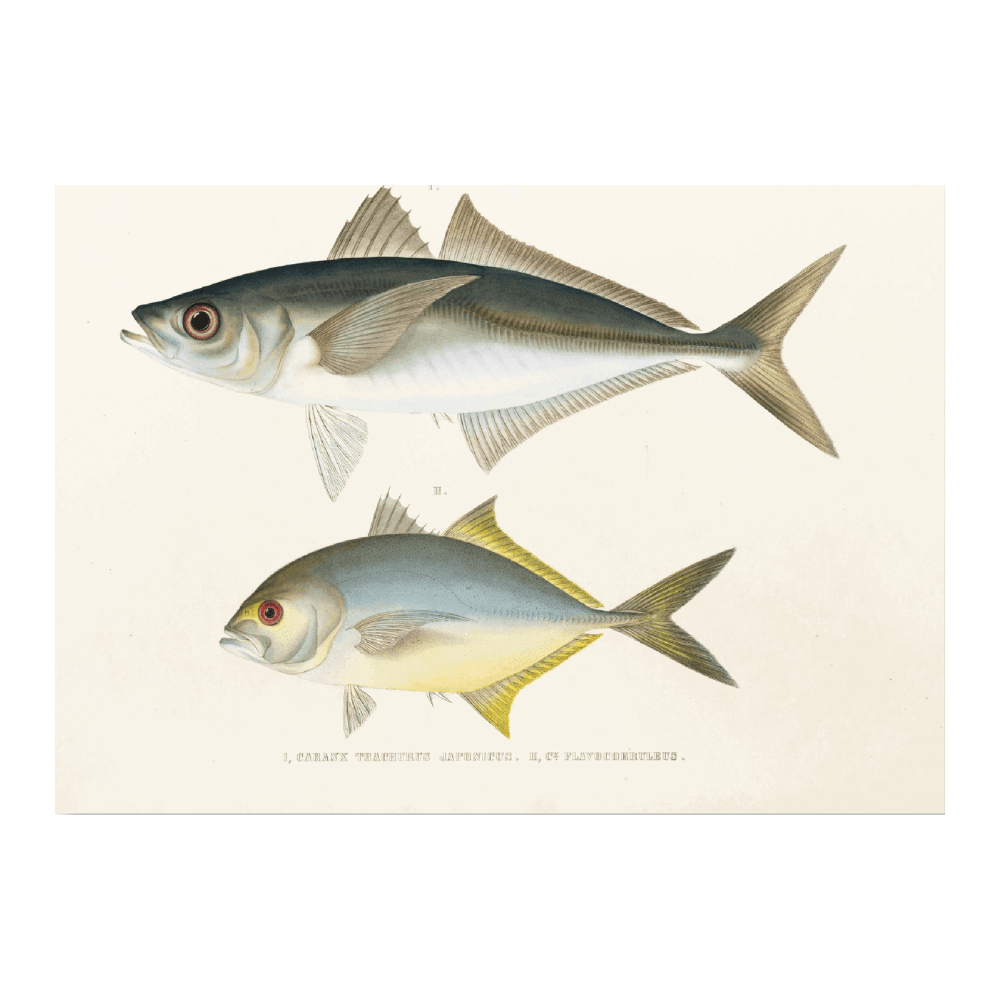 Fauna Japonica PI LXXII