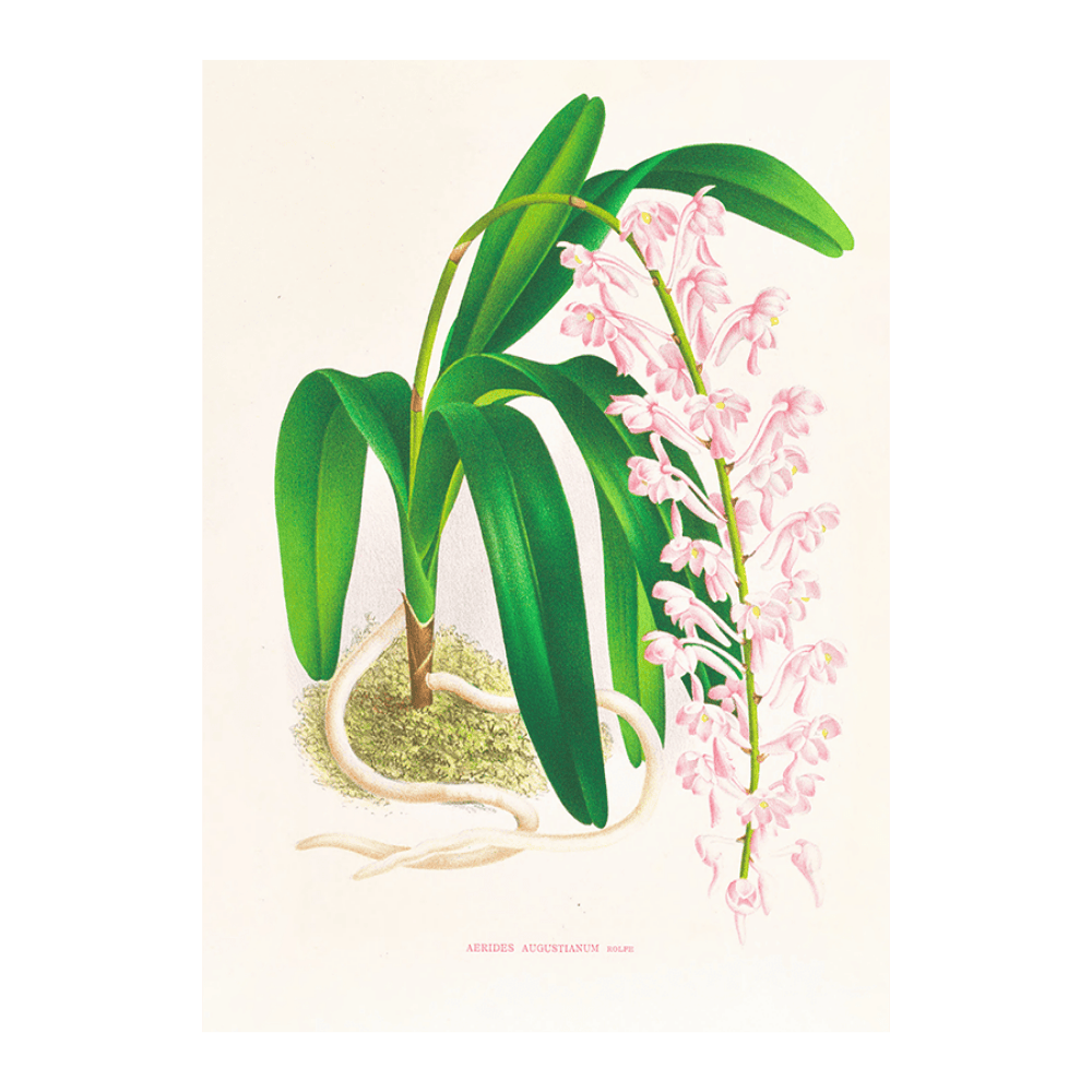 Aerides Augustianum
