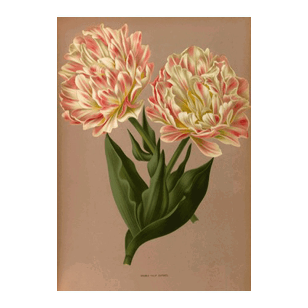 Double Tulip Raphael. (1872-1881)