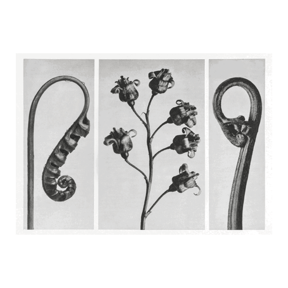 Karl Blossfeldt: "Polypodium Vulgare (Common Polypody or Adder's Fern)"
