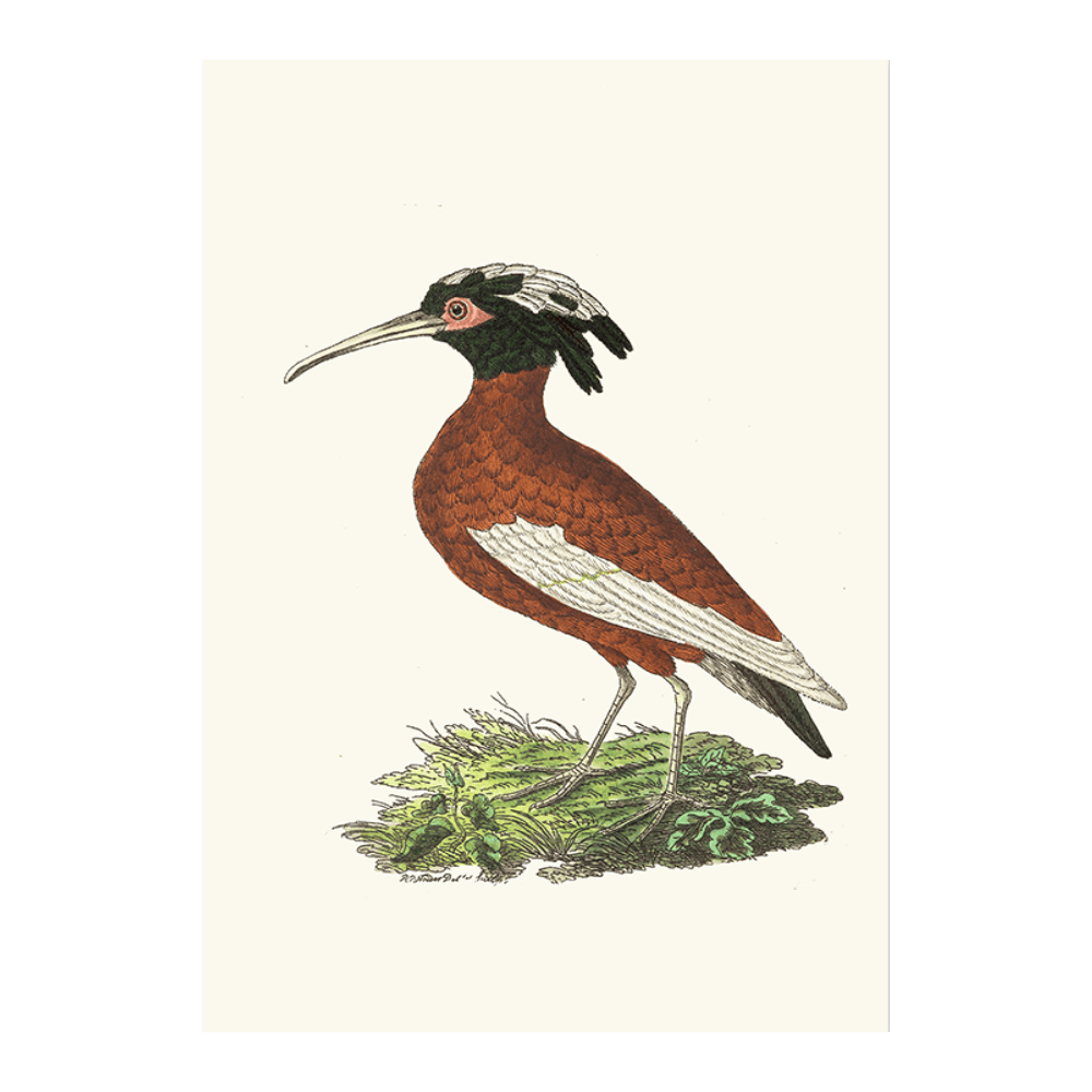 Crested Ibis