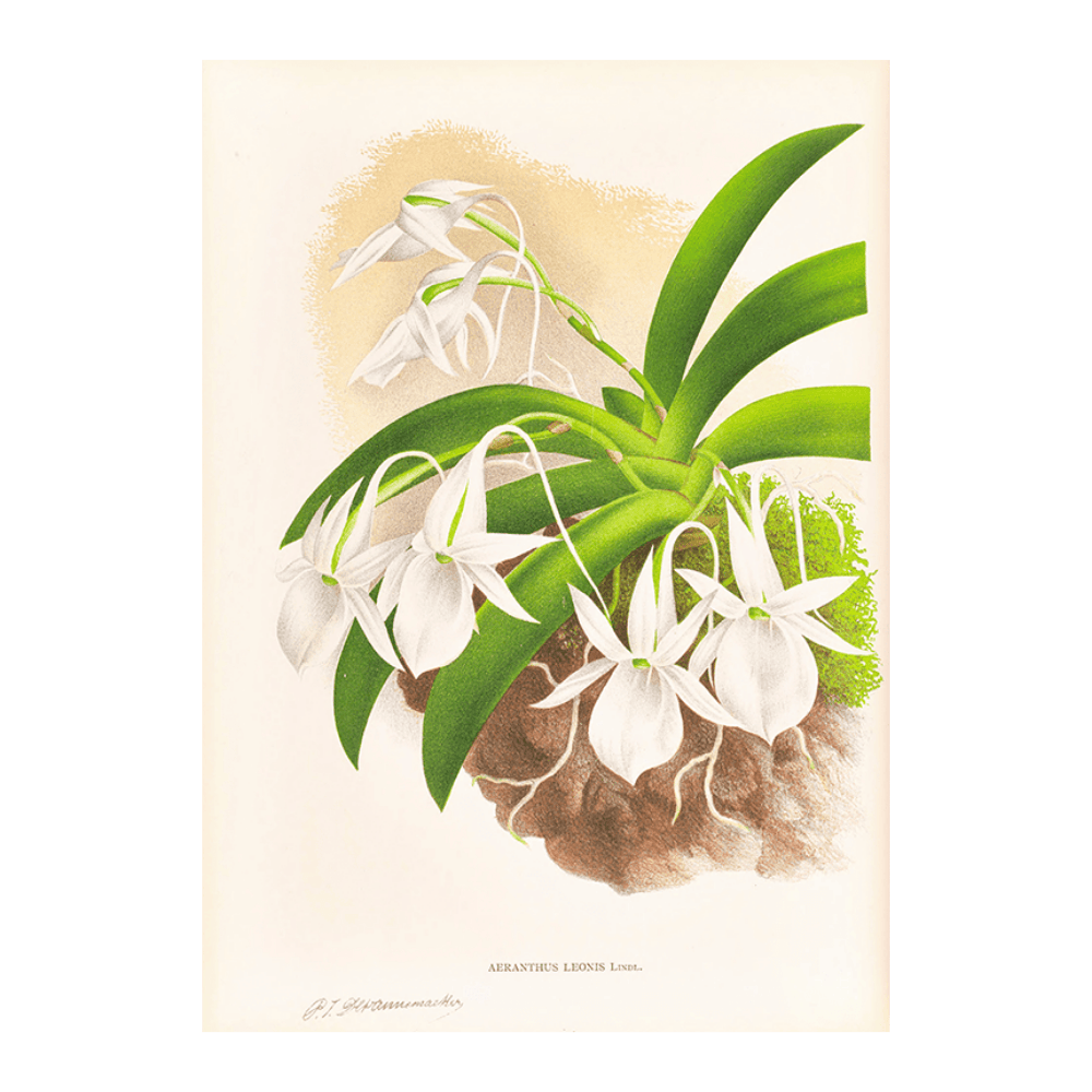 Aeranthus Leonis
