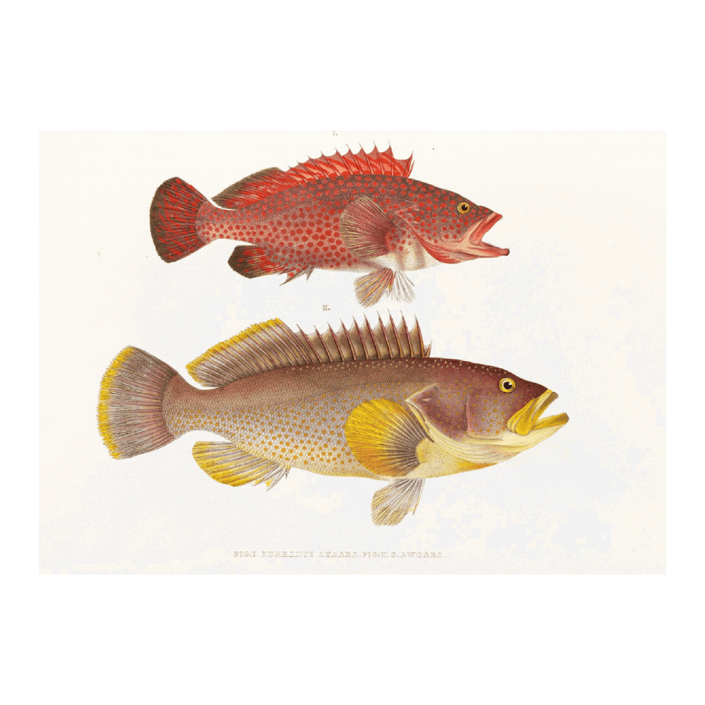 Fauna Japonica PI IV