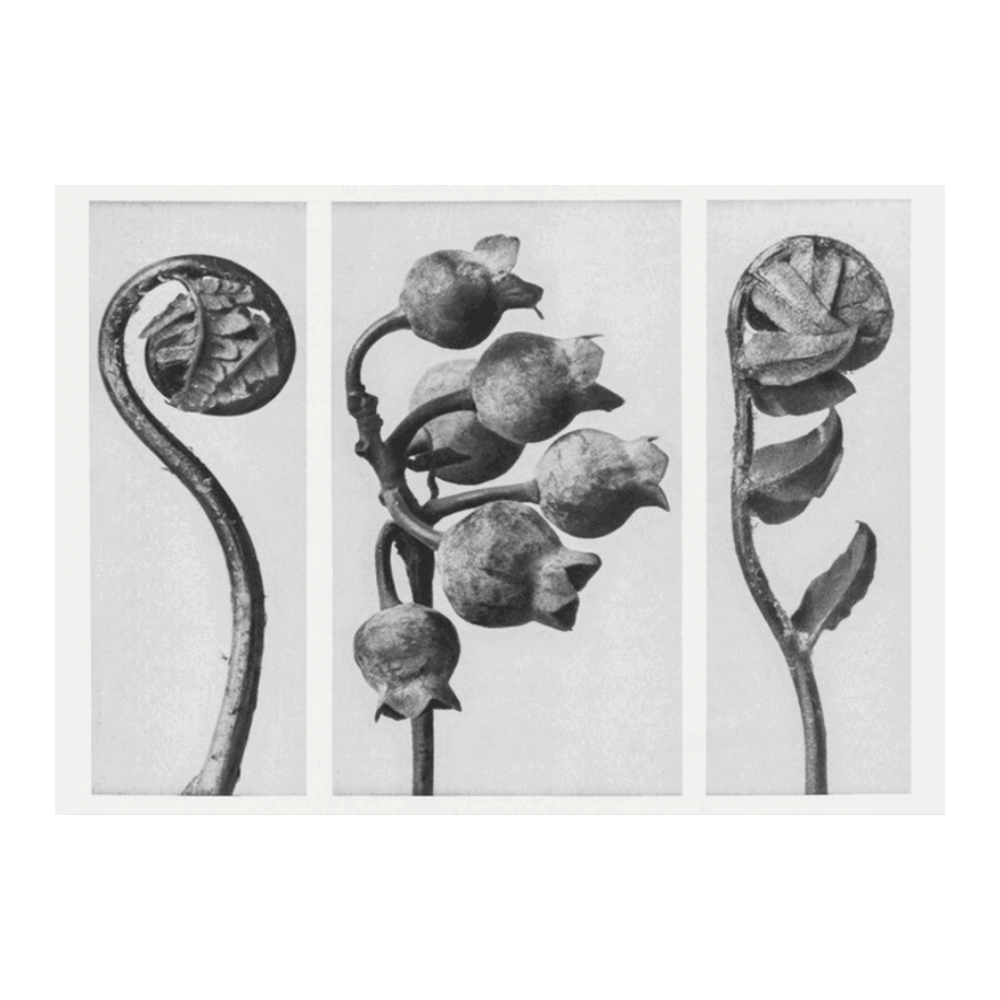 Karl Blossfeldt: "Polypodiaceae Aspidieae (Polypody)"