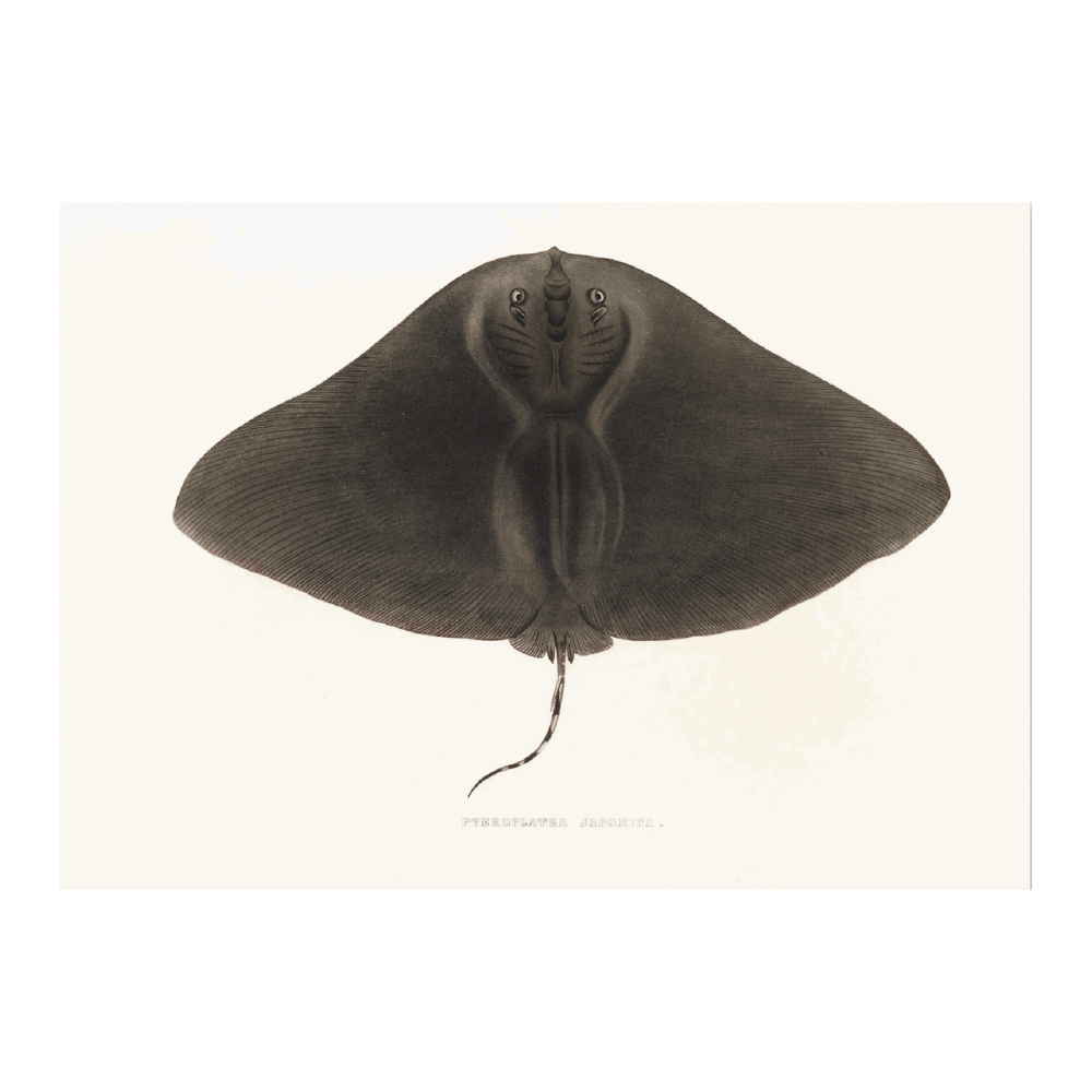 Fauna Japonica PI CLVIII