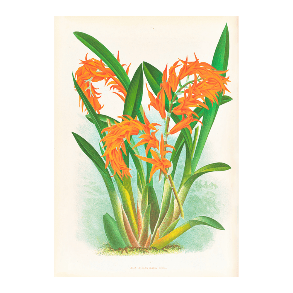 Ada Aurantiaca