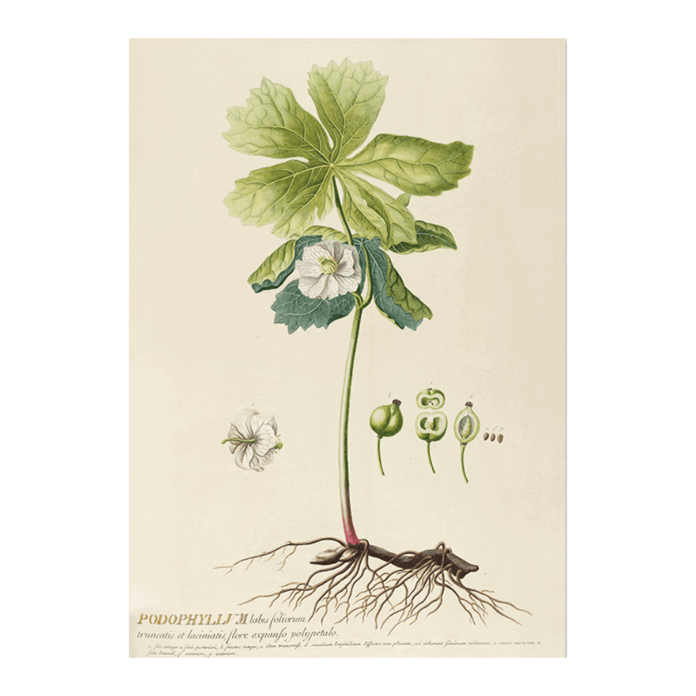 Podophyllum
