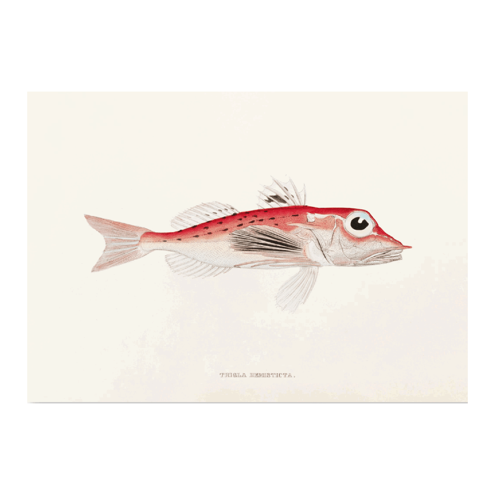 Fauna Japonica