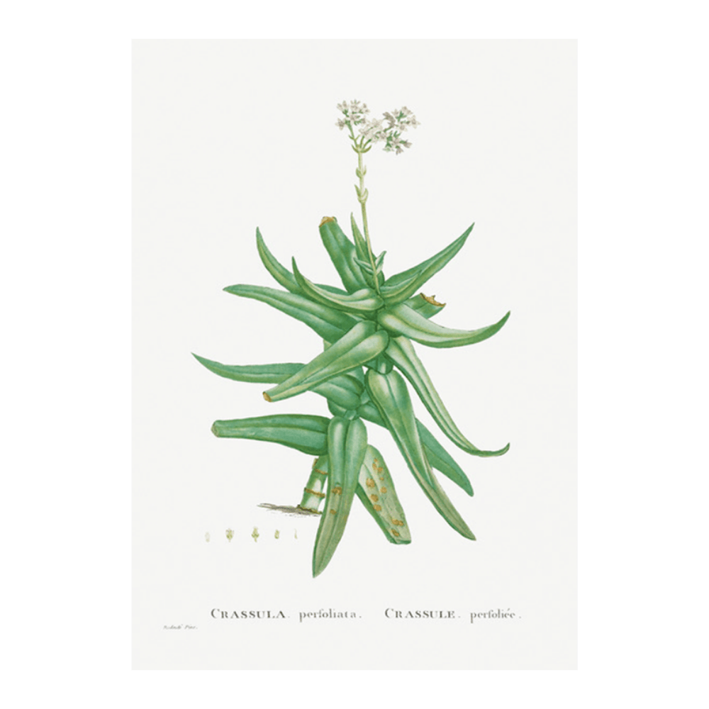 Crassula Perfoliata Succulent