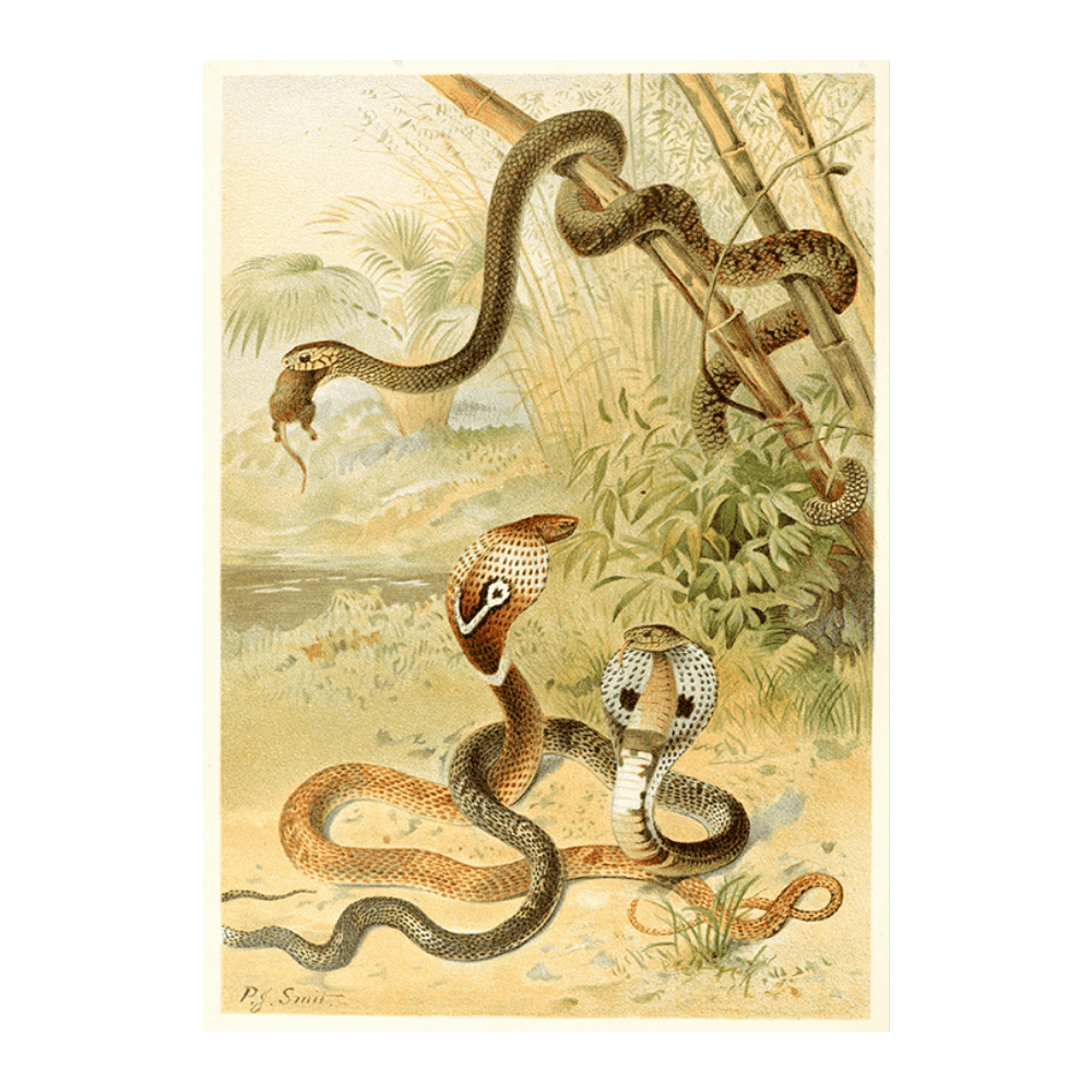 Bat-Snake And Cobras