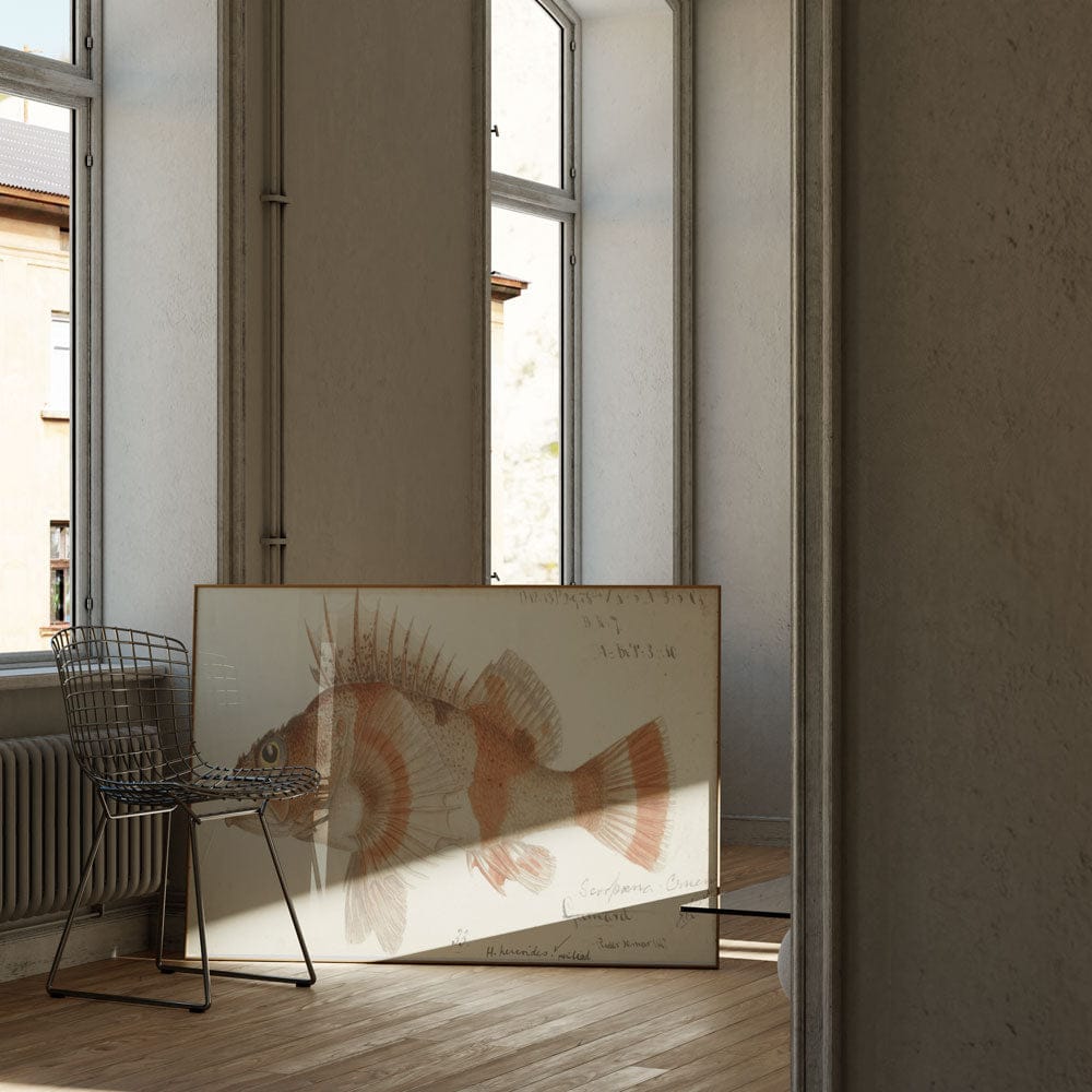 Helicolenus Percoides (1867)