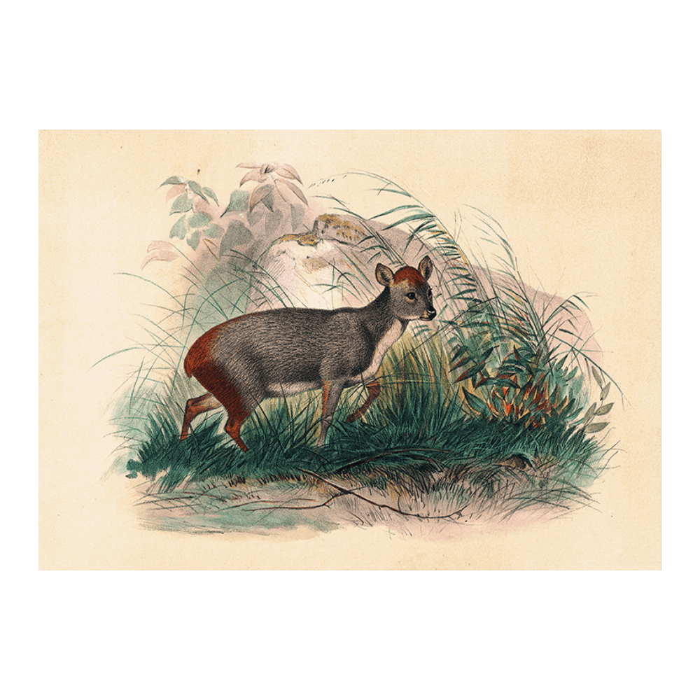 The Pudu Deer