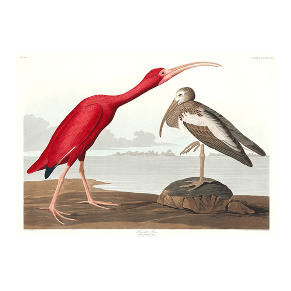 Audubon Iris Birds