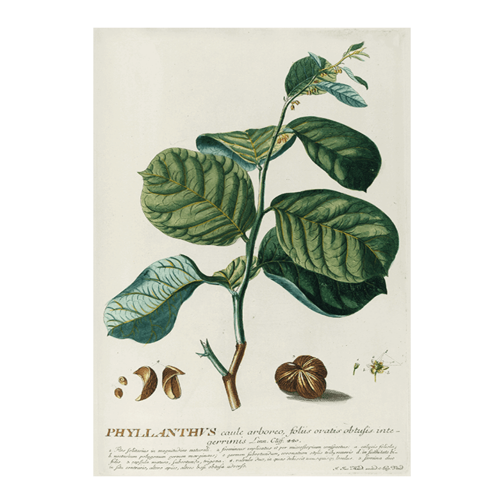 Phyllanthus