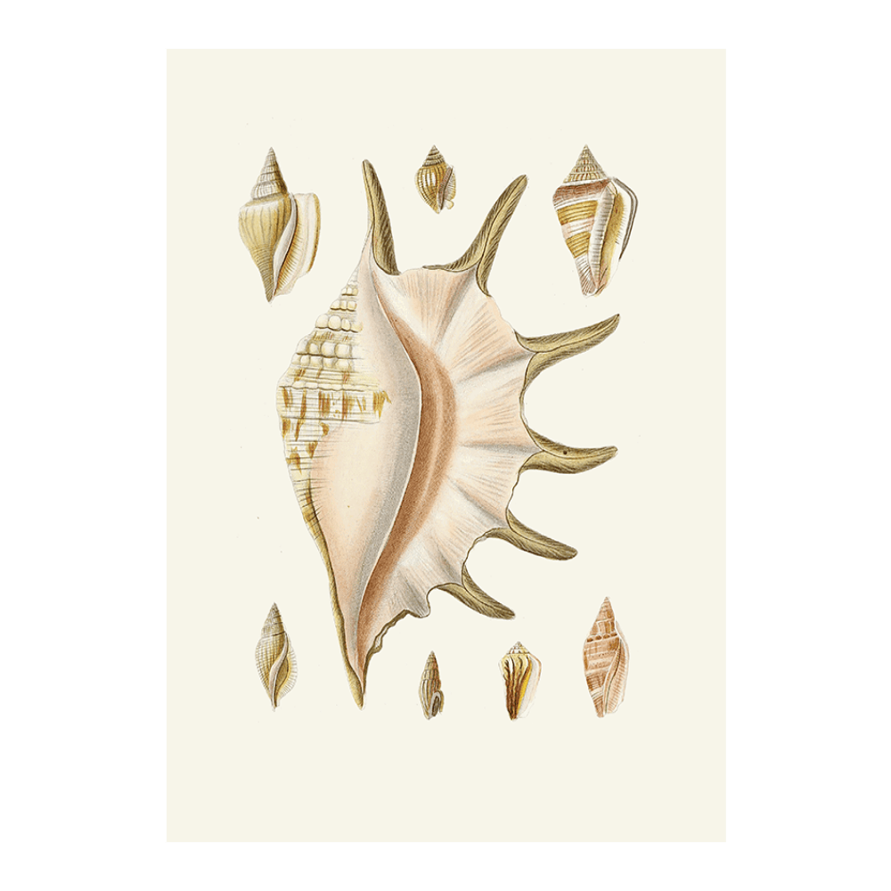 Strombea XXV