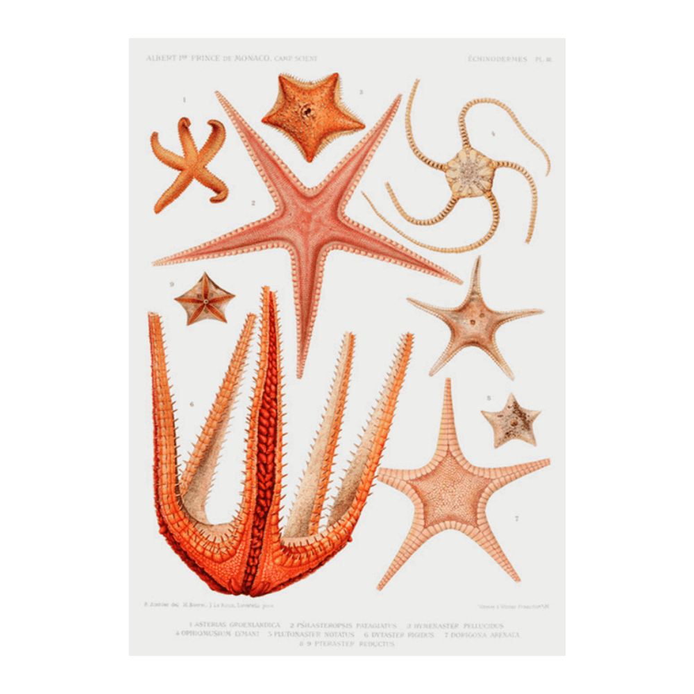 Starfish Varieties I