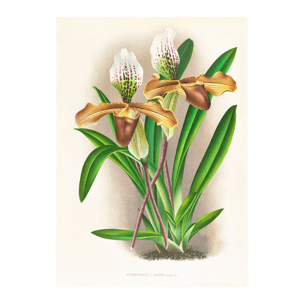 Cypripedium Nitens