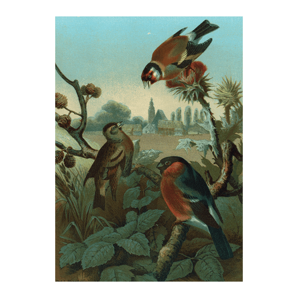 A Group of Finches