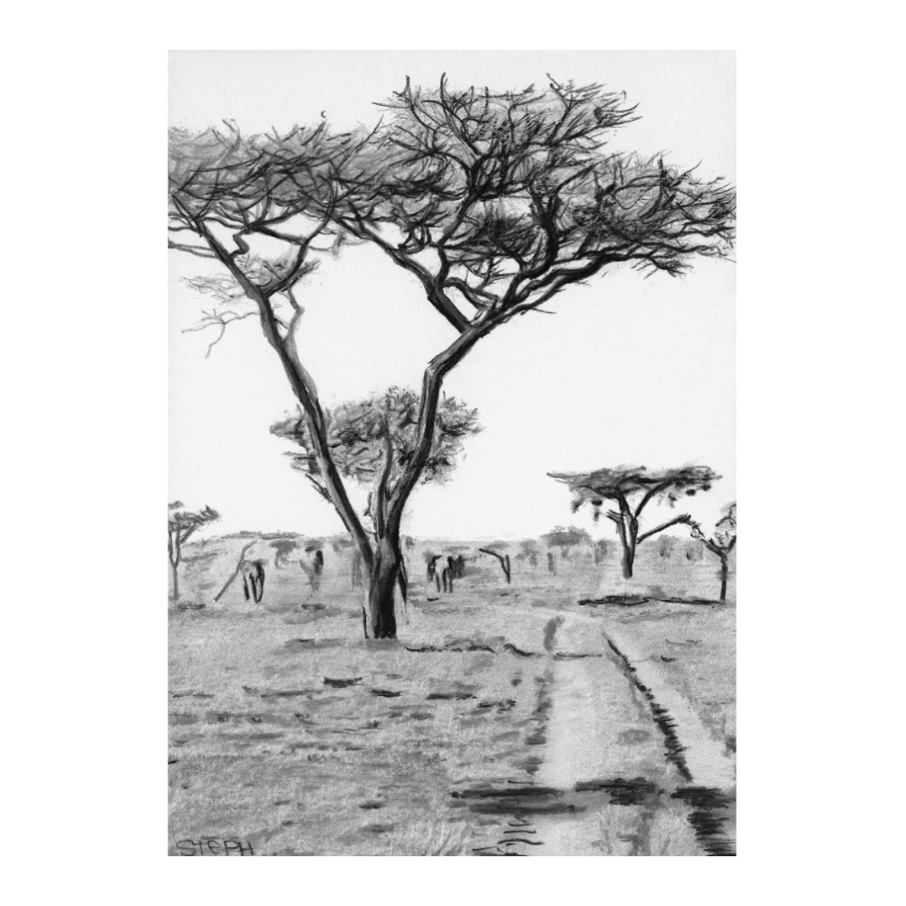 Acacia