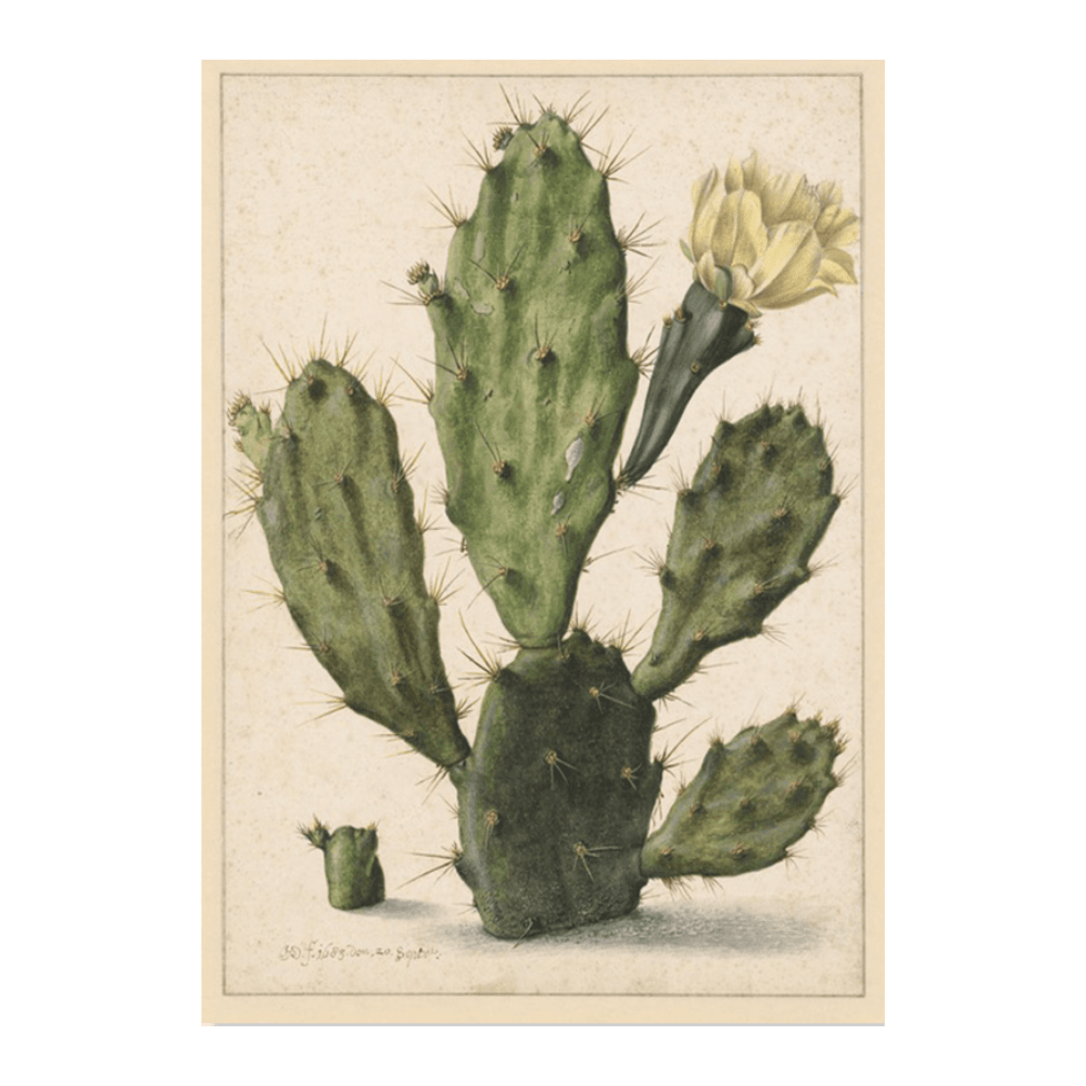 Bloeiende Vijgcactus (1683)