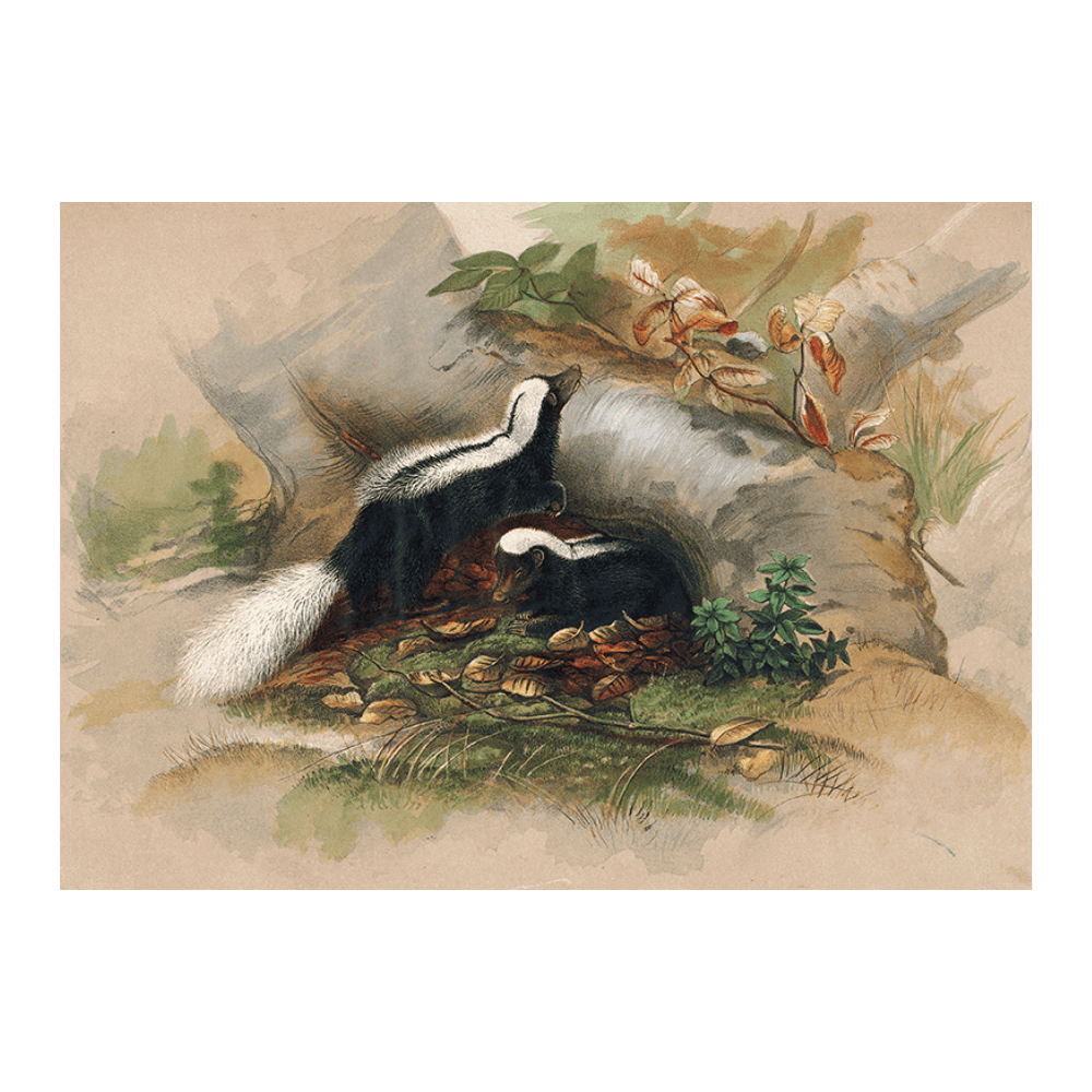 The Patagonian Skunk