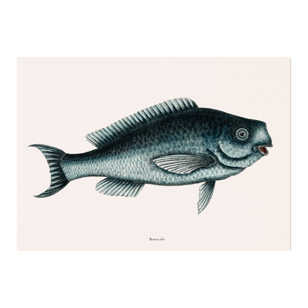 Blue Fish (Novacula Caerulea)