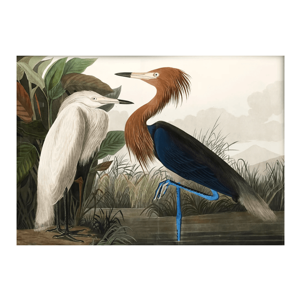Audubon American Herons
