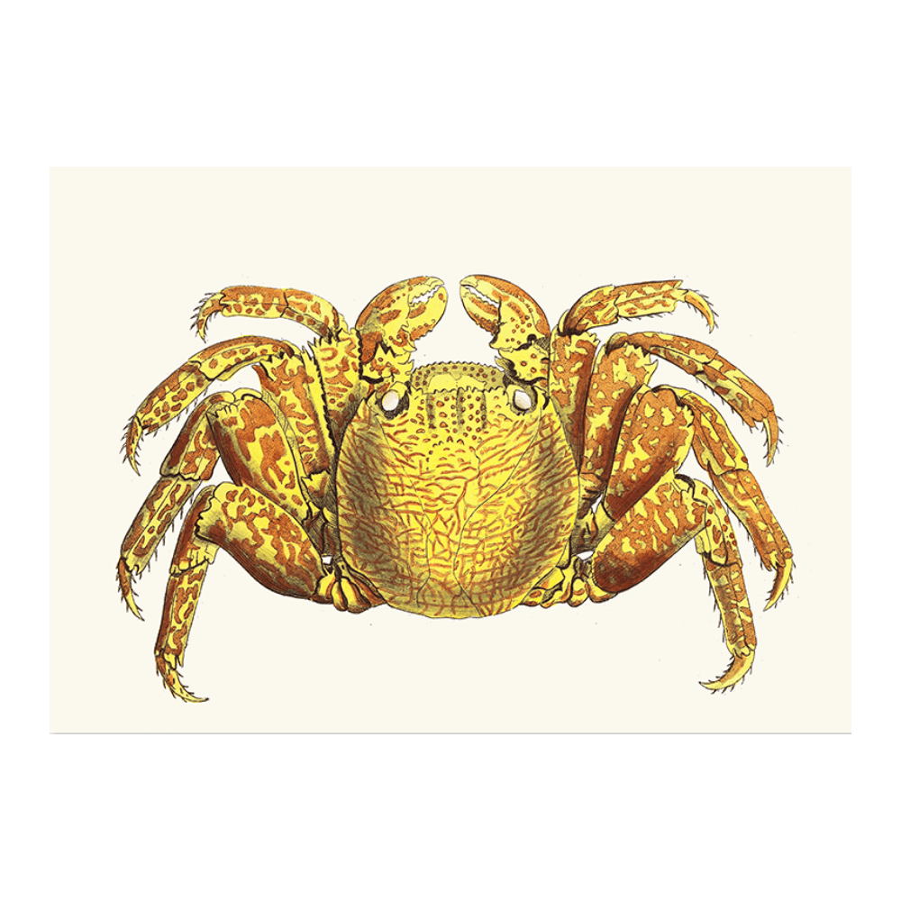 Variegated Crab