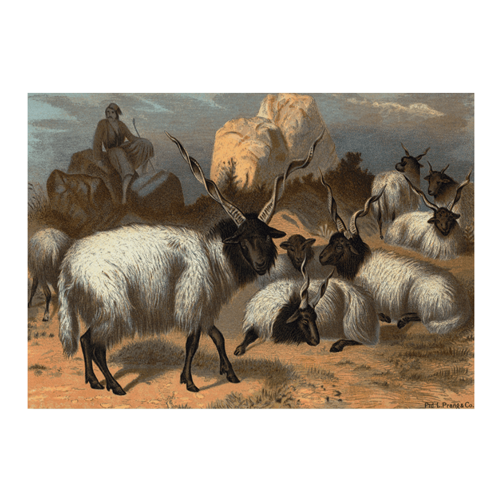 Wallachian Sheep
