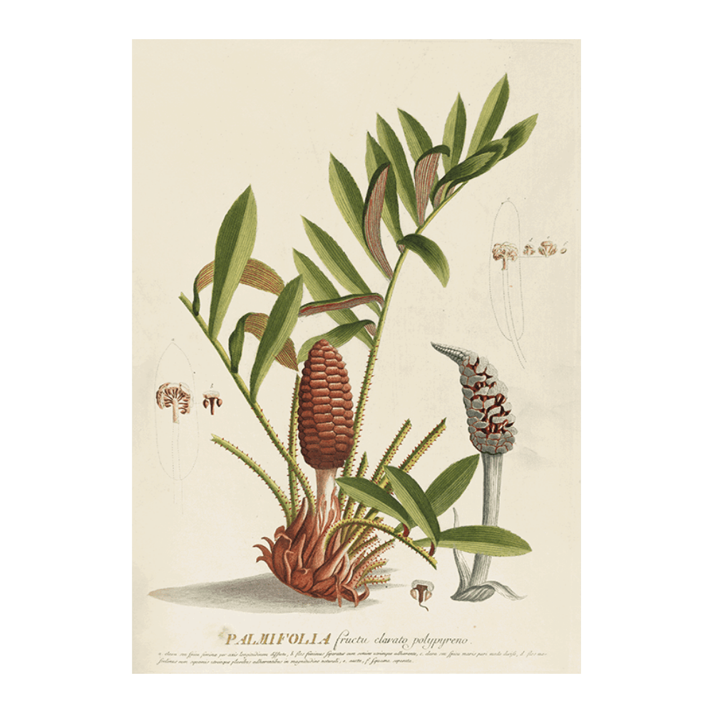 Palmifolia