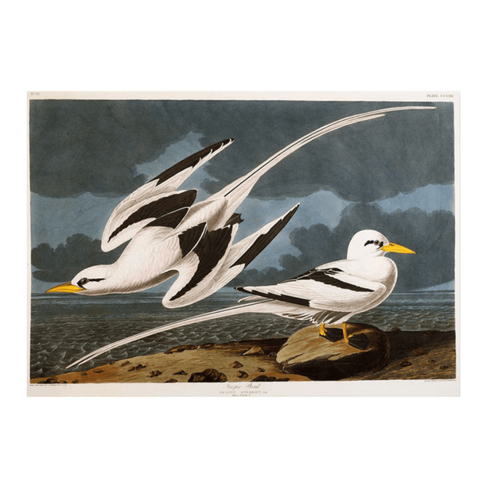 Audubon Tropic Birds