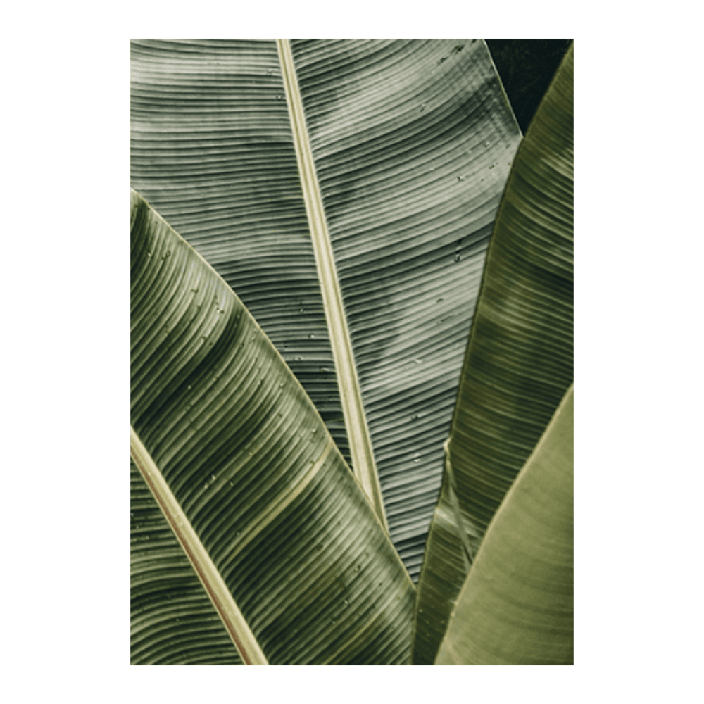 Banana Leaf Lines