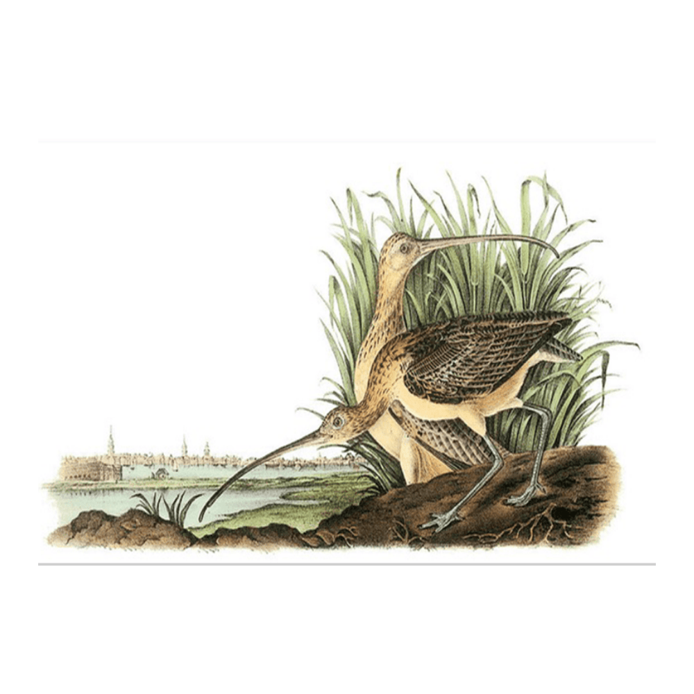 Audubon Longbilled Curlew