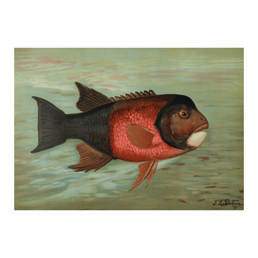 The Sacromento Pike