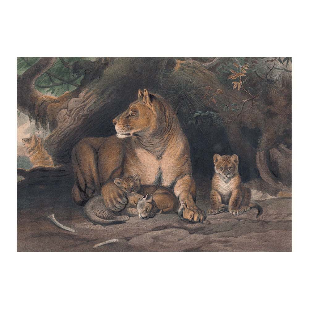 The Lion