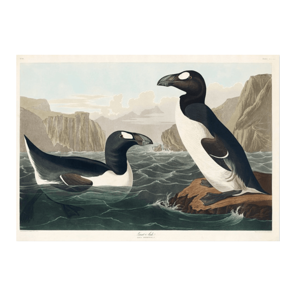 Audubon Great Auk