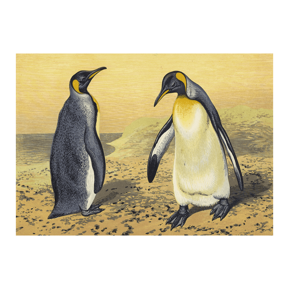 The King Penguin